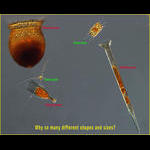 Planktonic Protists: plants and grazers