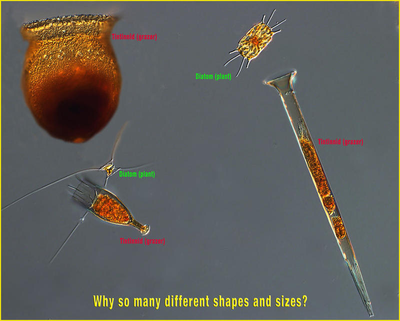 Planktonic Protists: plants and grazers