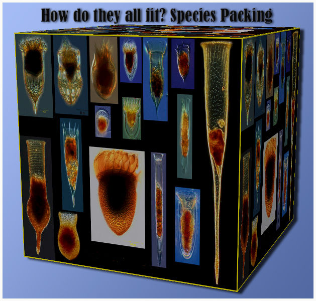 Dozens of different species of tintinnid ciliates (hairy things in the tiny shells), all of them grazers on microscopic algae