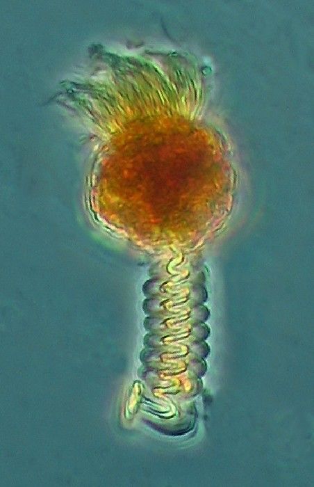 Bacterivorous ciliate