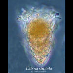 Laboea strobila