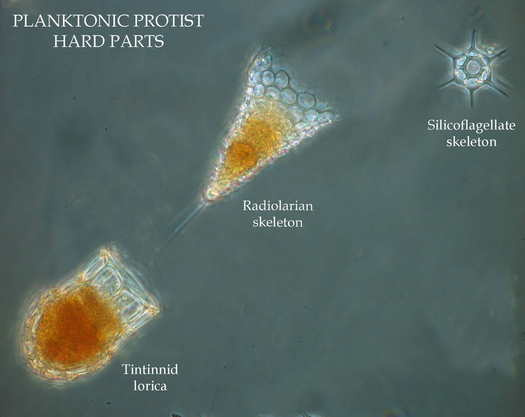 Some plankton protists have hard parts, shells or skeletons.