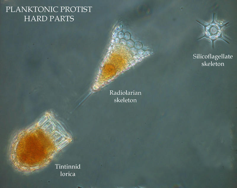 Some plankton protists have hard parts, shells or skeletons.