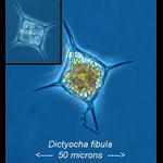 Dictyocha fibula, a silicoflagellate