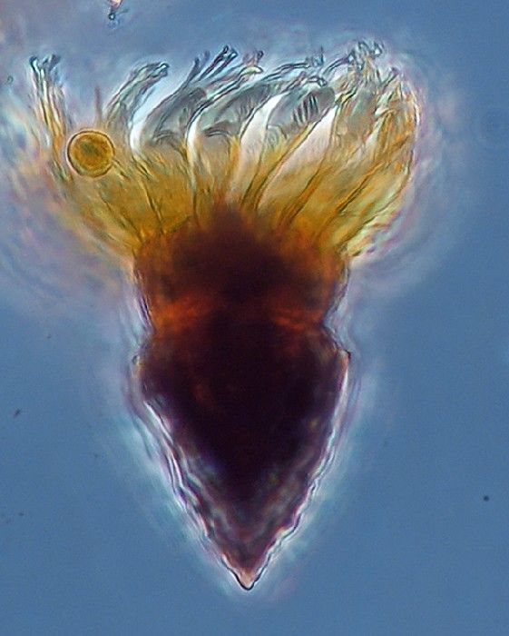 Swimmimg oligotrich ciliate with its prey