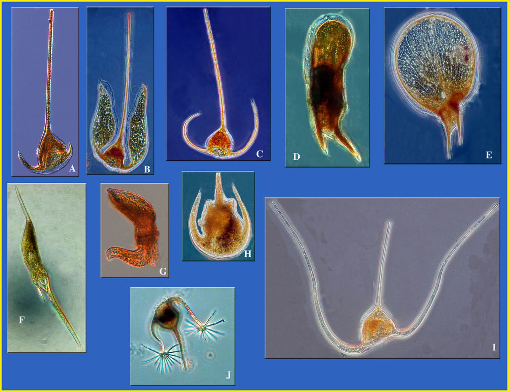 Examples of the diversity of forms in species of the genus Ceratium, dinoflagellates of the phytoplankton (plants).