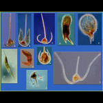 Examples of the diversity of forms in species of the genus Ceratium, dinoflagellates of the phytoplankton (plants).