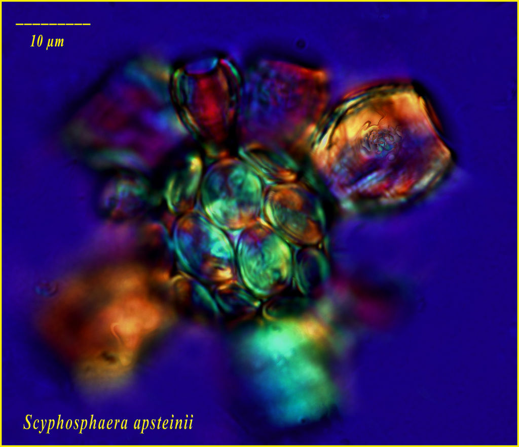 Scyphosphaera apsteinii