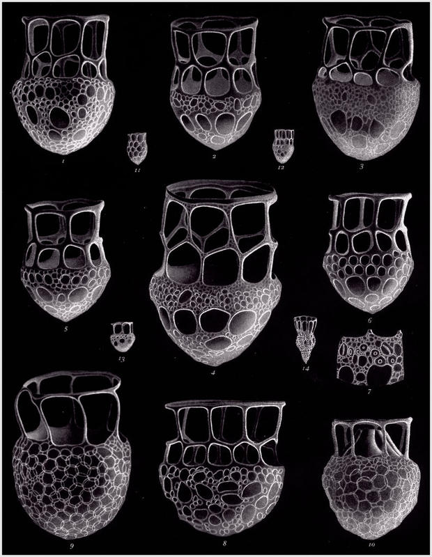 Some of Karl Brandt's drawings of Dictyocysta species. Plate 2 from Brandt 1906