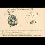 Van Leeuwenhoek Protists: A Foraminfera and a Ciliate