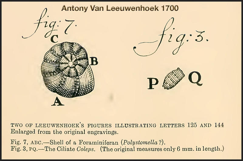 Van Leeuwenhoek Protists: A Foraminfera and a Ciliate