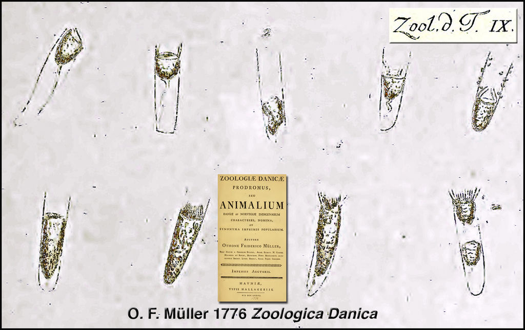 The first description of a tintinnid species was in Otto Fredrick Müller's "Zoologica Danica" published in 1776.