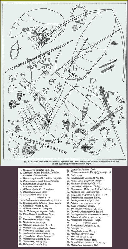 Plankton organisms (mostly protists) from waters near Kiel, Germany, by Hans Lohmann (1908, Figure 7).