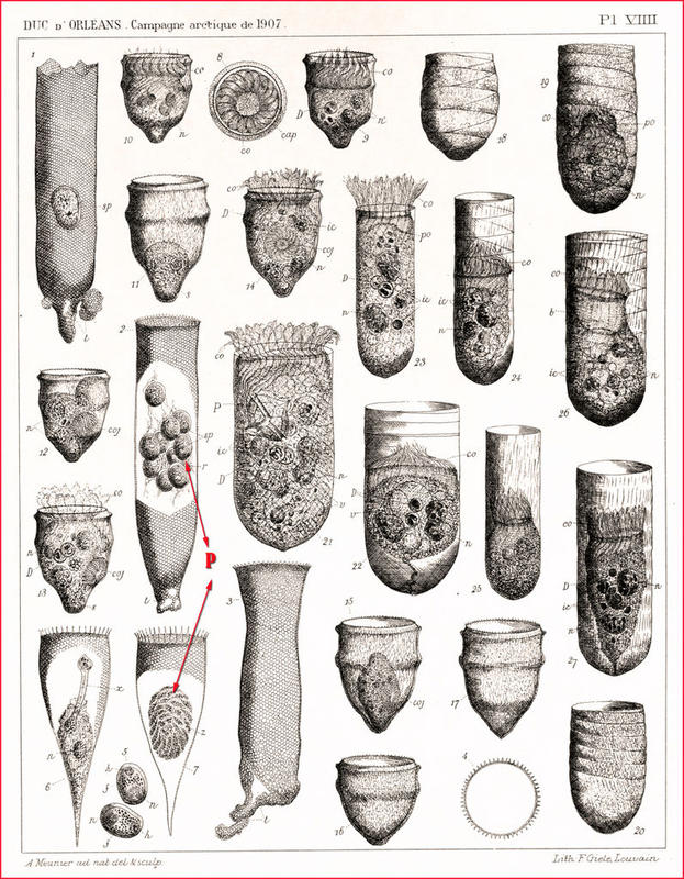 Planktonic protists includes parasites.