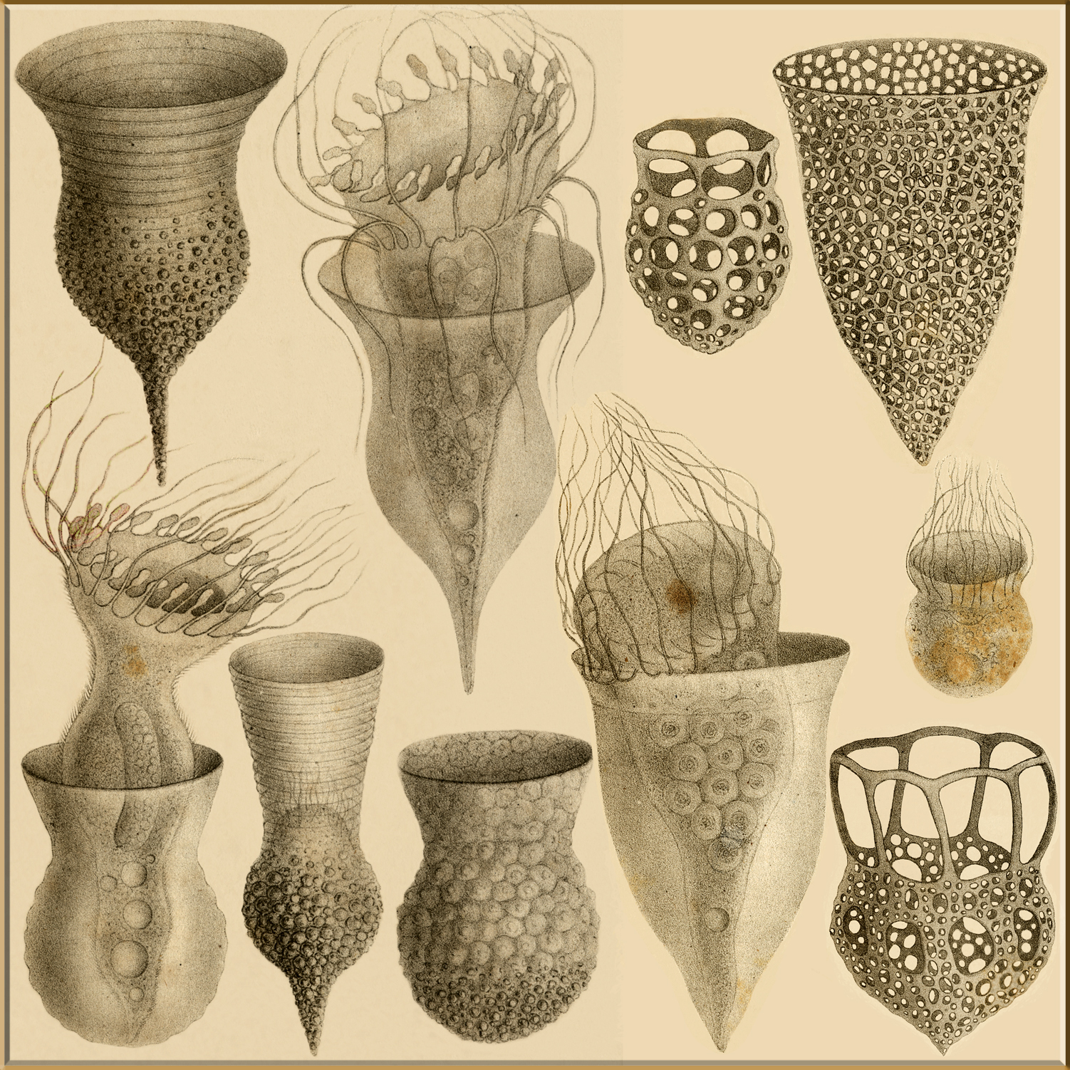 Tintinnids of Ernst Haeckel