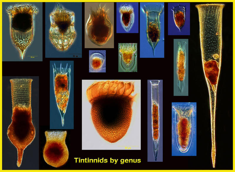 Tintinnid species arranged by genus (∑ = 224 spp in 50 genera depicted)