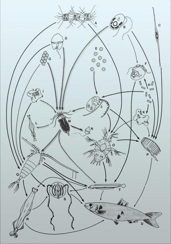 Tintinnids in the plankton food web