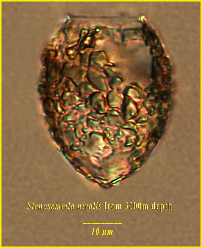 Stenosemella nivalis found 3 Km below the surface