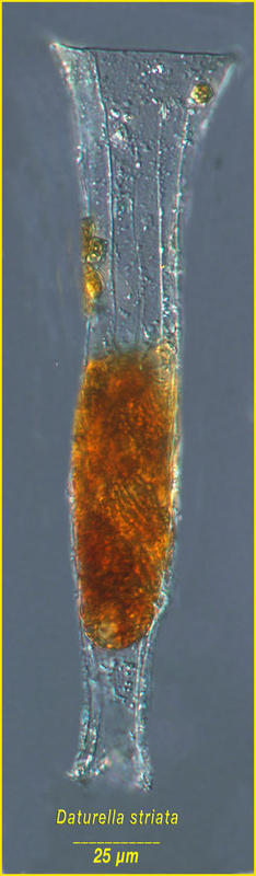 Daturella striata (Kofoid & Campbell 1929)