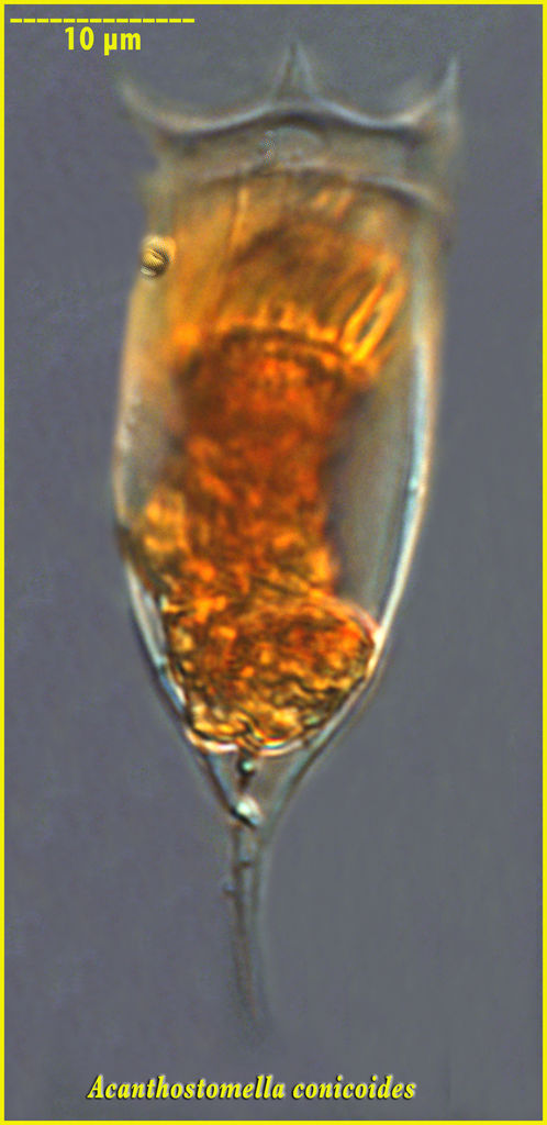 Acanthostomella conicoides