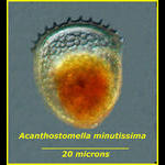 Acanthostomella minutissima