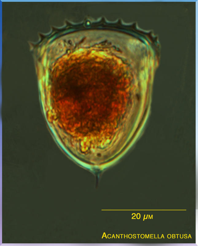 Acanthostomella obtusa