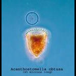 Acanthostomella obtusa