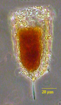 Stylicauda platensis