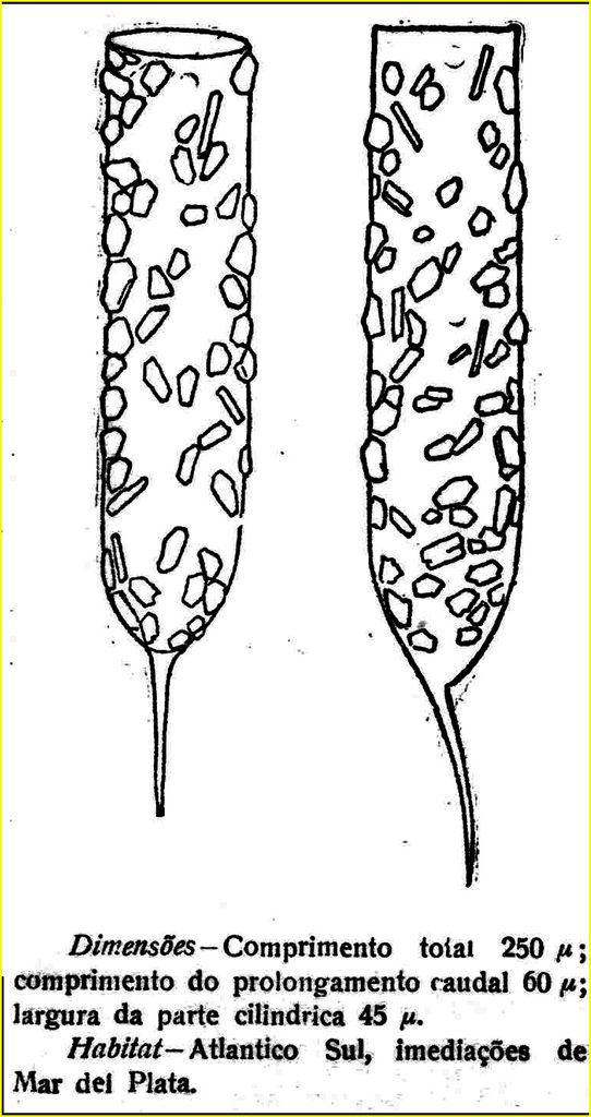 Drawing from the species description (as Tintinnopsis platensis) of Stylicauda platensis by Cuhna and Fonseca 1917.