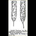 Drawing from the species description (as Tintinnopsis platensis) of Stylicauda platensis by Cuhna and Fonseca 1917.