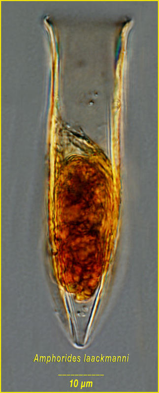 Amphorides laackmanni