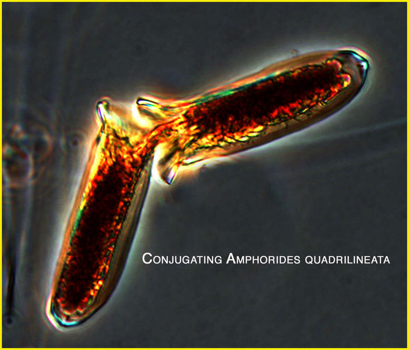 A pair of Amphorides quadrilineata conjugugating.