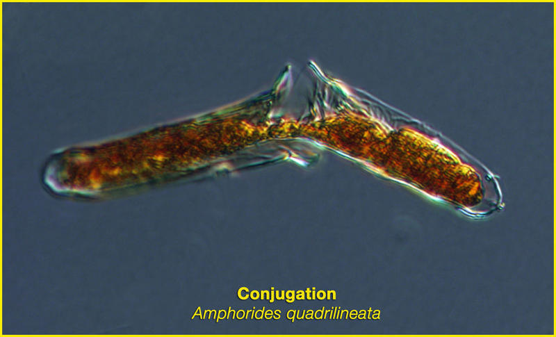 Conjugation in the tintinnid ciliate Amphorides quadrilineata