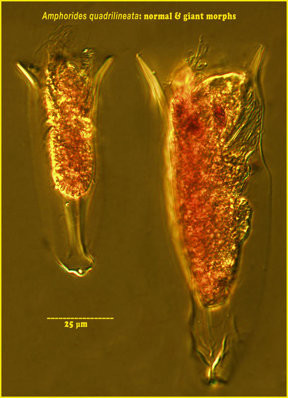 Amphorides quadrilineata different sizes