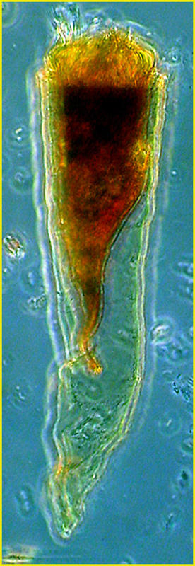 Coxliella pseudoannulata
