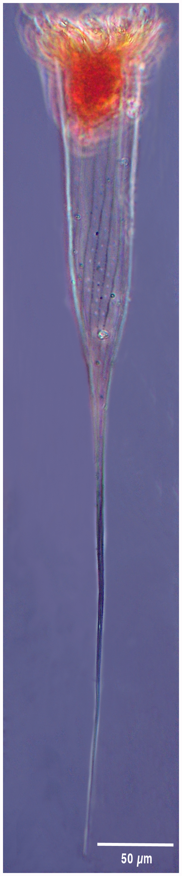 Rhabdonella chiliensis