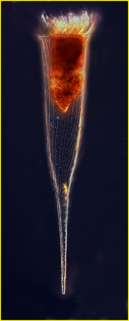 Rhabdonella spiralis