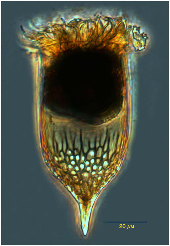 Epiplocylis blanda
