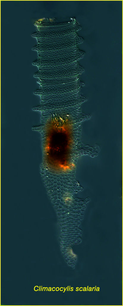 Climacocylis scalaria