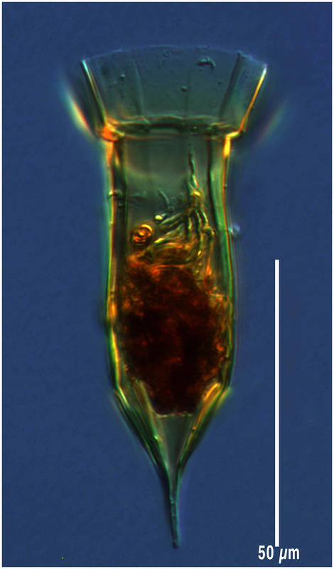 Ormosella trachelium