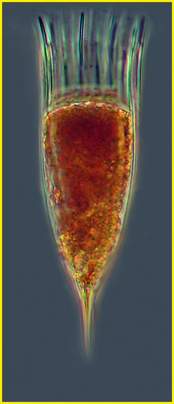 Dadayiella ganymedes