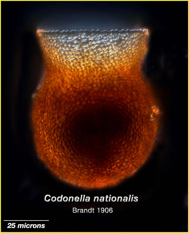 Codonella nationalis