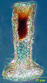 Tintinnopsis brandti