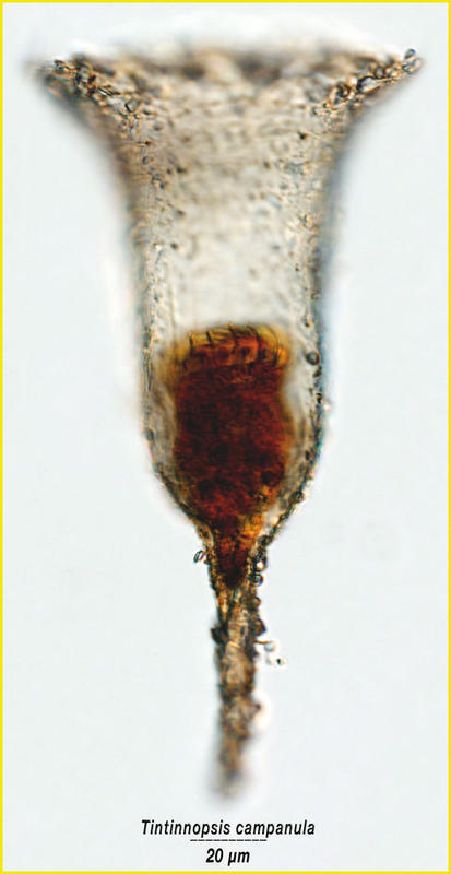 Tintinnopsis campanula