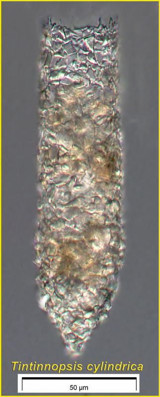 Tintinnopsis cylinidrica