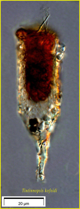 Tintinnopsis kofoidi