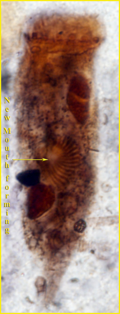 Tintinnopsis radix forming a new mouth