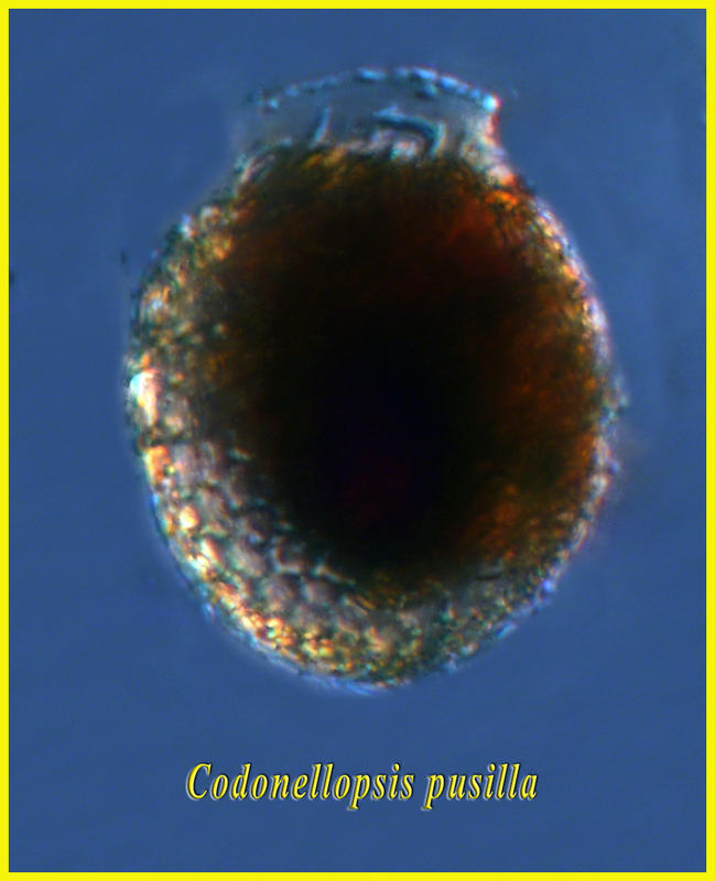 Condonellopsis pusilla