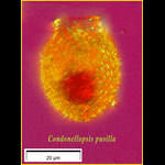 Codonellopsis pussila