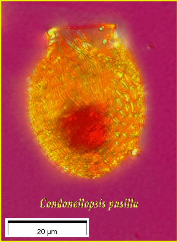 Codonellopsis pussila